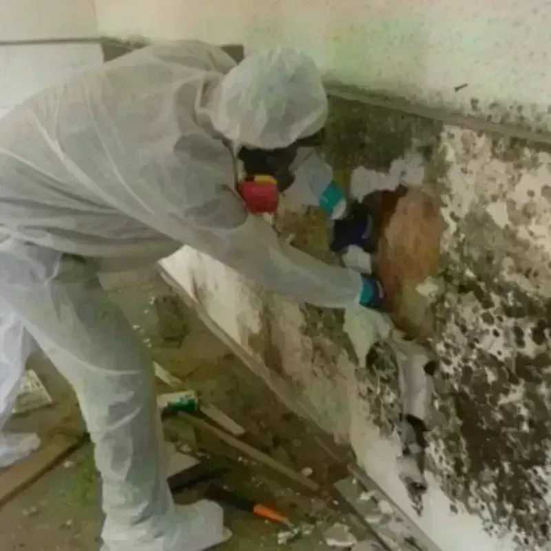 Mold Remediation and Removal in Rio Hondo, TX